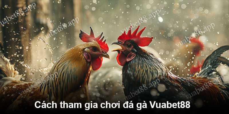 Cách tham gia chơi đá gà Vuabet88