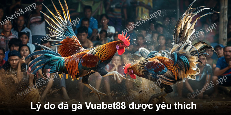 Lý do đá gà Vuabet88 được yêu thích