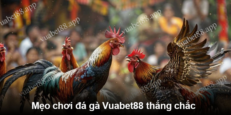 Mẹo chơi đá gà Vuabet88 thắng chắc