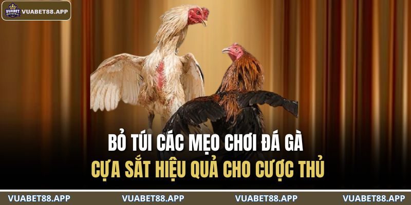 Đá Gà Cựa Sắt – Bùng Nổ Đam Mê Với Màn So Tài Nảy Lửa 4 Bỏ túi các mẹo chơi đá gà cựa sắt hiệu quả cho cược thủ