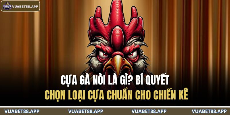 Cựa Gà Nòi Là Gì? Bí Quyết Chọn Loại Cựa Chuẩn Cho Chiến Kê 3 cựa gà nòi