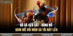 Đá Gà Cựa Sắt – Bùng Nổ Đam Mê Với Màn So Tài Nảy Lửa 12 đá gà cựa sắt