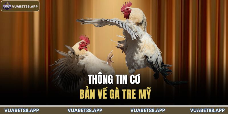 Thông tin cơ bản về gà tre Mỹ