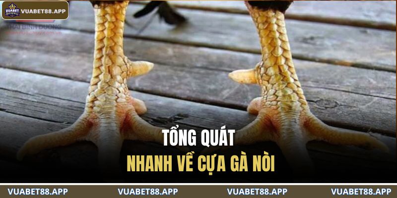 Tổng quát nhanh về cựa gà nòi